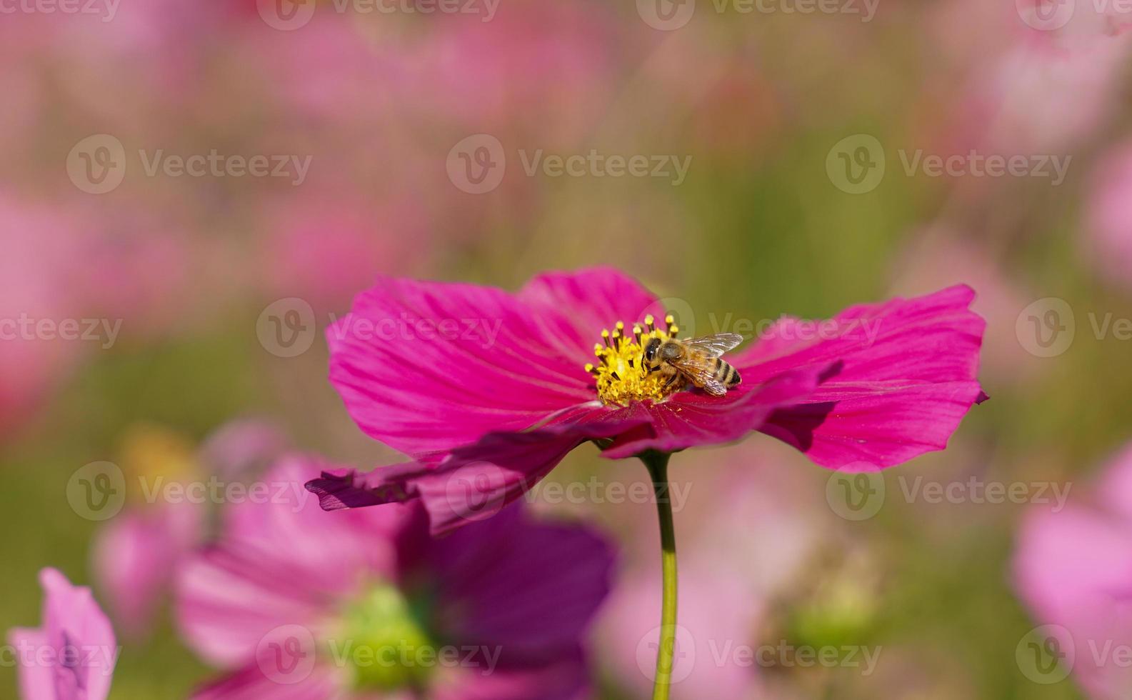 primer plano de una abeja chupando néctar en polen de flor de cosmos rosa en un campo de cosmos. enfoque suave y selectivo. foto