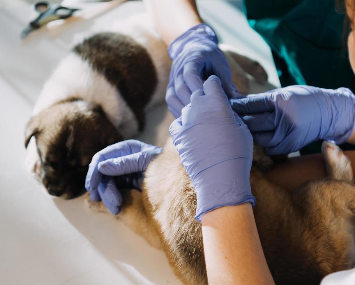 Checking the breath. Male veterinarian in work uniform listening to the breath of a small dog with a phonendoscope in veterinary clinic. Pet care concept photo