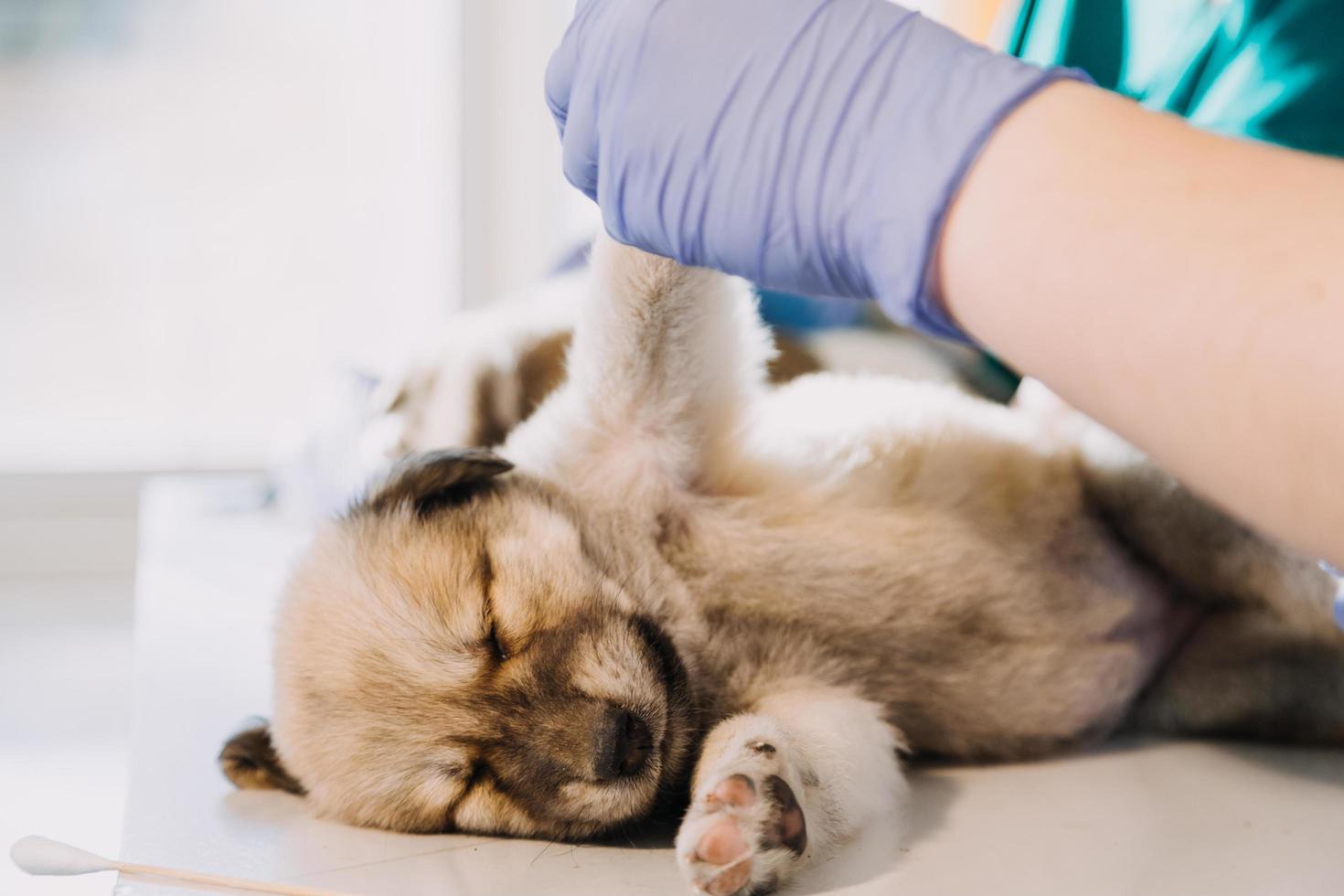 Checking the breath. Male veterinarian in work uniform listening to the breath of a small dog with a phonendoscope in veterinary clinic. Pet care concept photo