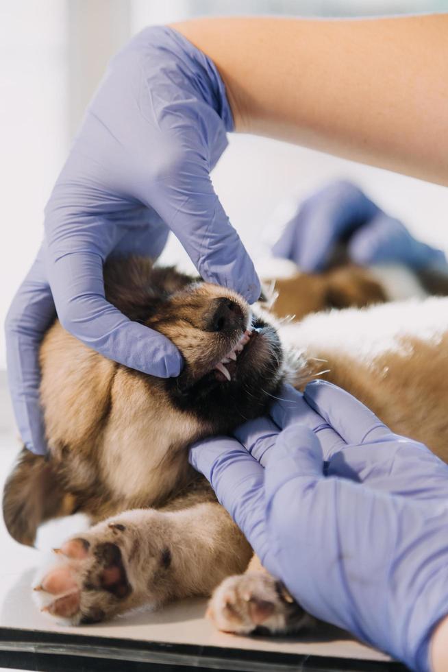 Checking the breath. Male veterinarian in work uniform listening to the breath of a small dog with a phonendoscope in veterinary clinic. Pet care concept photo