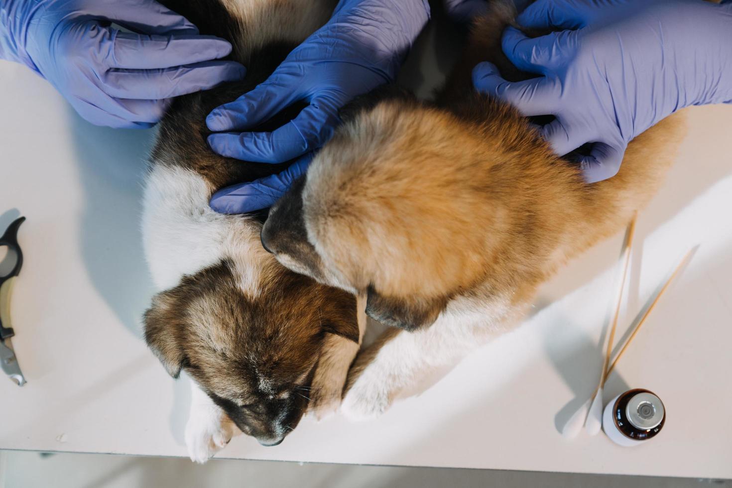 comprobando la respiración. veterinario masculino con uniforme de trabajo escuchando el aliento de un perro pequeño con un fonendoscopio en una clínica veterinaria. concepto de cuidado de mascotas foto