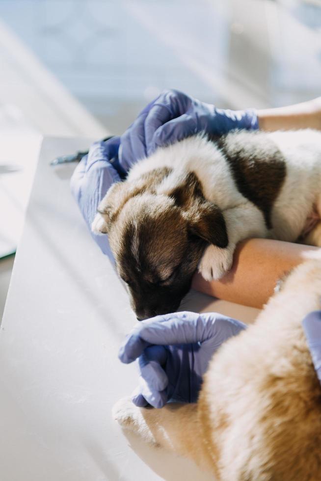 comprobando la respiración. veterinario masculino con uniforme de trabajo escuchando el aliento de un perro pequeño con un fonendoscopio en una clínica veterinaria. concepto de cuidado de mascotas foto