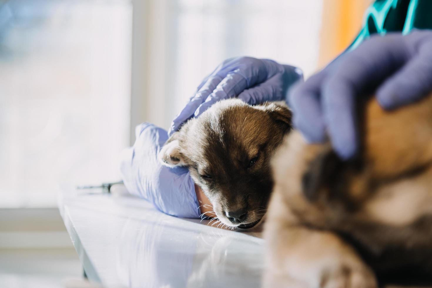 Checking the breath. Male veterinarian in work uniform listening to the breath of a small dog with a phonendoscope in veterinary clinic. Pet care concept photo