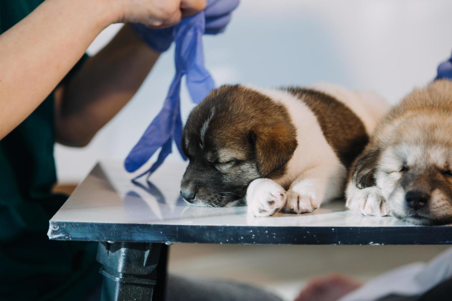 Checking the breath. Male veterinarian in work uniform listening to the breath of a small dog with a phonendoscope in veterinary clinic. Pet care concept photo