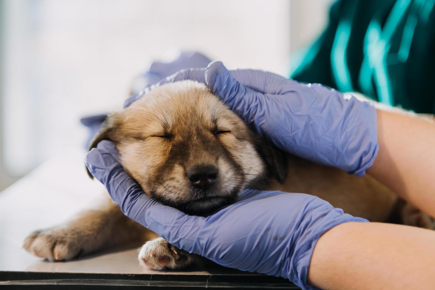 Checking the breath. Male veterinarian in work uniform listening to the breath of a small dog with a phonendoscope in veterinary clinic. Pet care concept photo