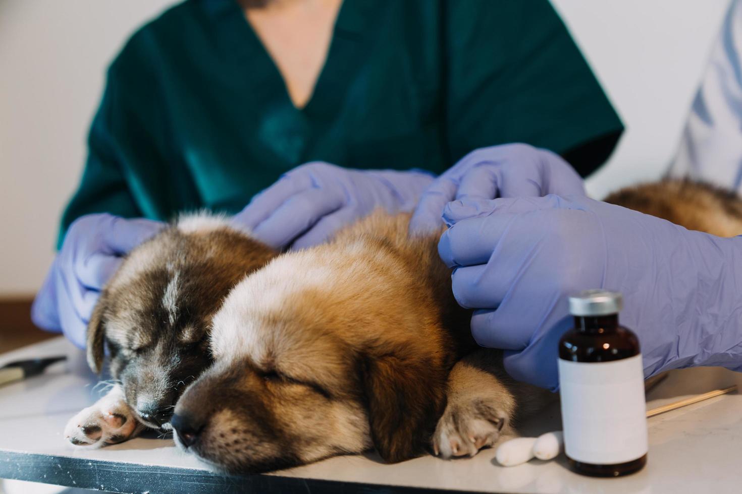 Checking the breath. Male veterinarian in work uniform listening to the breath of a small dog with a phonendoscope in veterinary clinic. Pet care concept photo