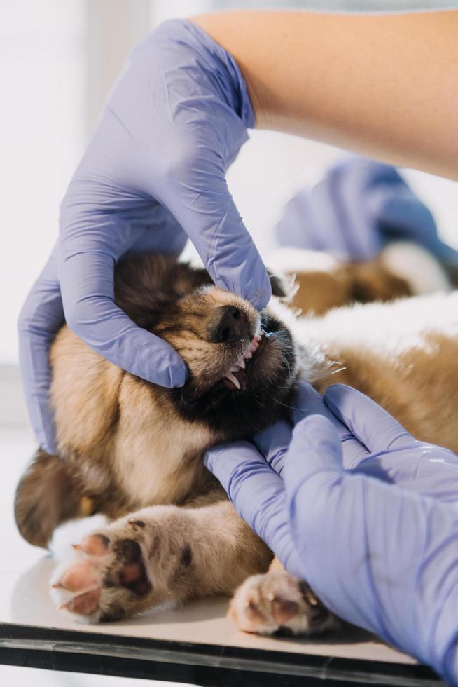 Checking the breath. Male veterinarian in work uniform listening to the breath of a small dog with a phonendoscope in veterinary clinic. Pet care concept photo