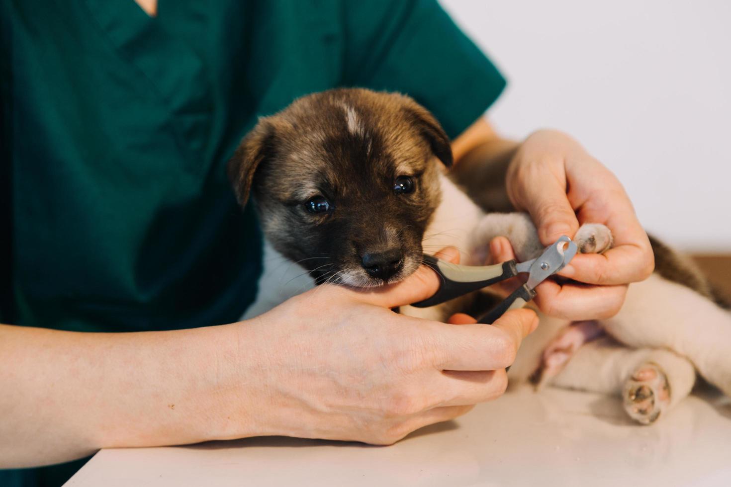 Checking the breath. Male veterinarian in work uniform listening to the breath of a small dog with a phonendoscope in veterinary clinic. Pet care concept photo