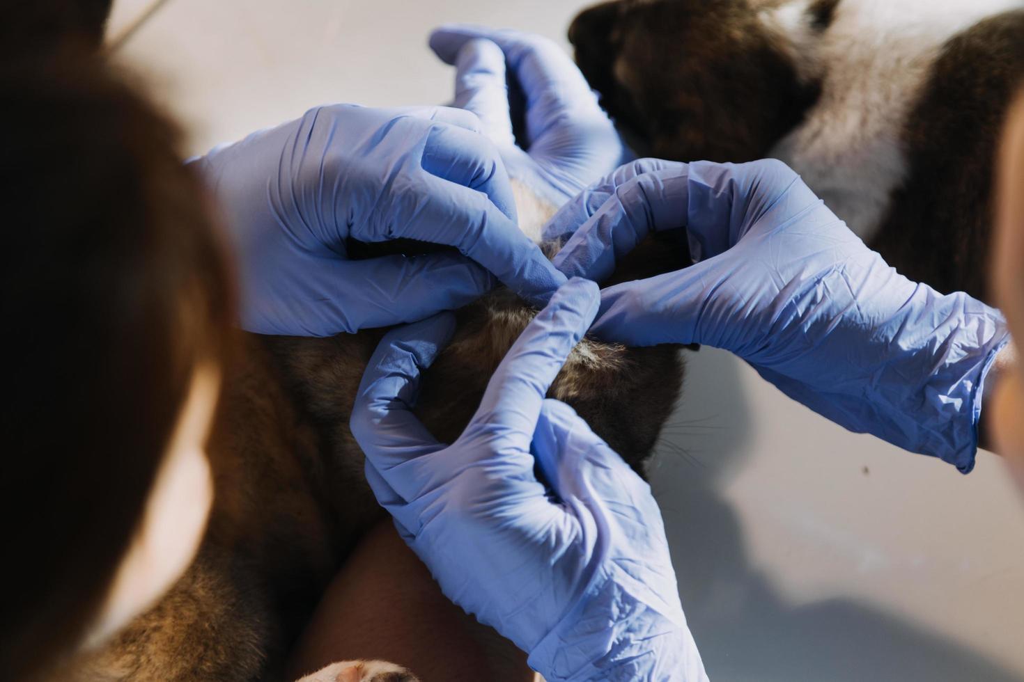 comprobando la respiración. veterinario masculino con uniforme de trabajo escuchando el aliento de un perro pequeño con un fonendoscopio en una clínica veterinaria. concepto de cuidado de mascotas foto