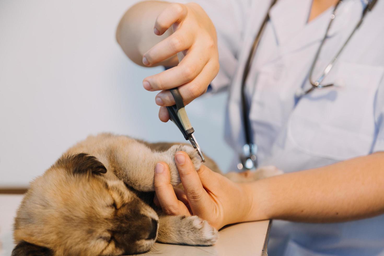 comprobando la respiración. veterinario masculino con uniforme de trabajo escuchando el aliento de un perro pequeño con un fonendoscopio en una clínica veterinaria. concepto de cuidado de mascotas foto