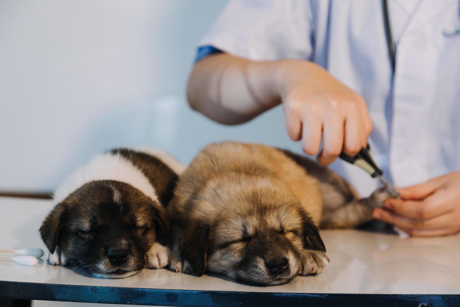 Checking the breath. Male veterinarian in work uniform listening to the breath of a small dog with a phonendoscope in veterinary clinic. Pet care concept photo
