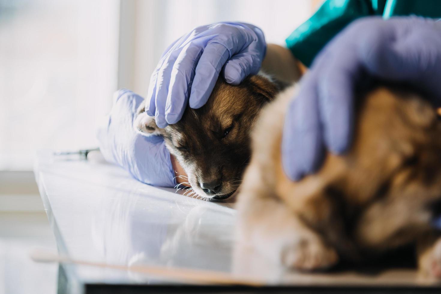 Checking the breath. Male veterinarian in work uniform listening to the breath of a small dog with a phonendoscope in veterinary clinic. Pet care concept photo