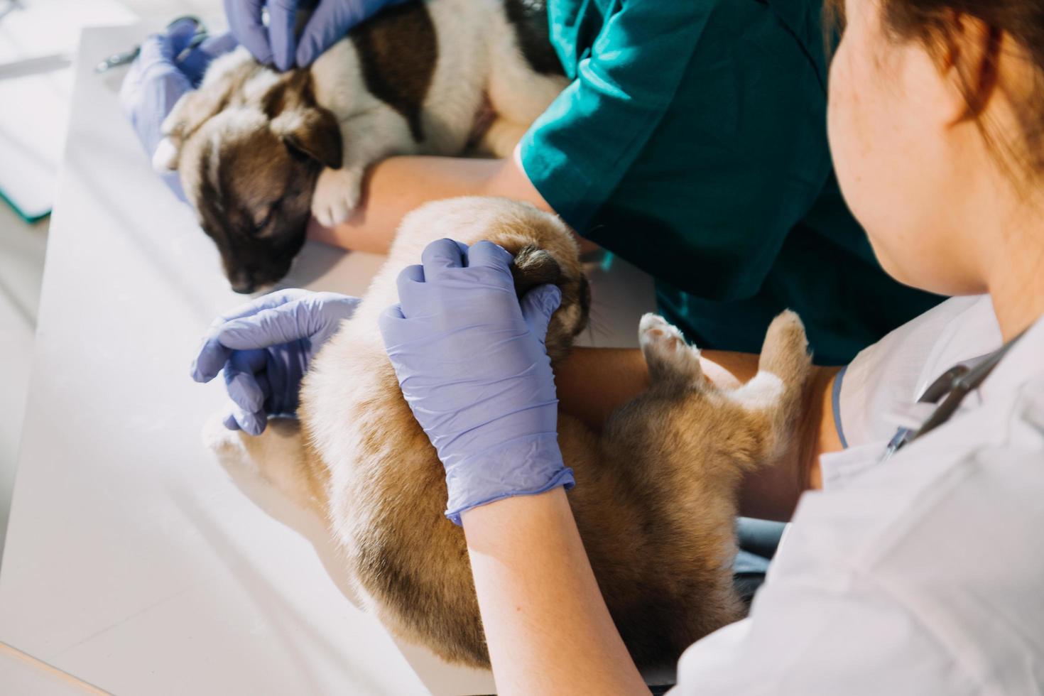 Checking the breath. Male veterinarian in work uniform listening to the breath of a small dog with a phonendoscope in veterinary clinic. Pet care concept photo