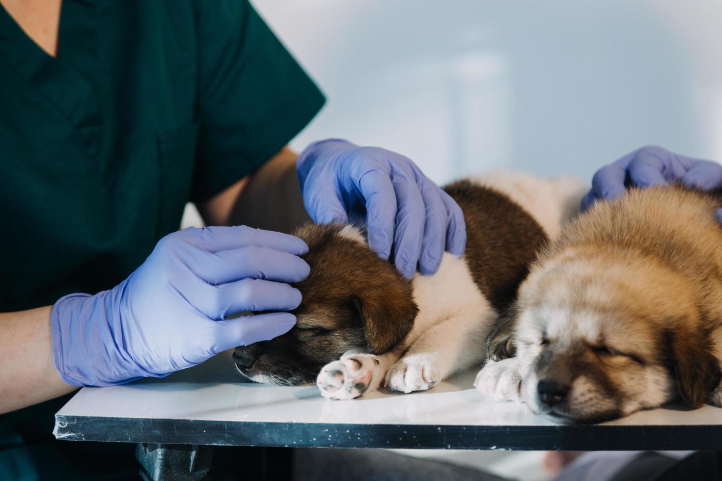 comprobando la respiración. veterinario masculino con uniforme de trabajo escuchando el aliento de un perro pequeño con un fonendoscopio en una clínica veterinaria. concepto de cuidado de mascotas foto