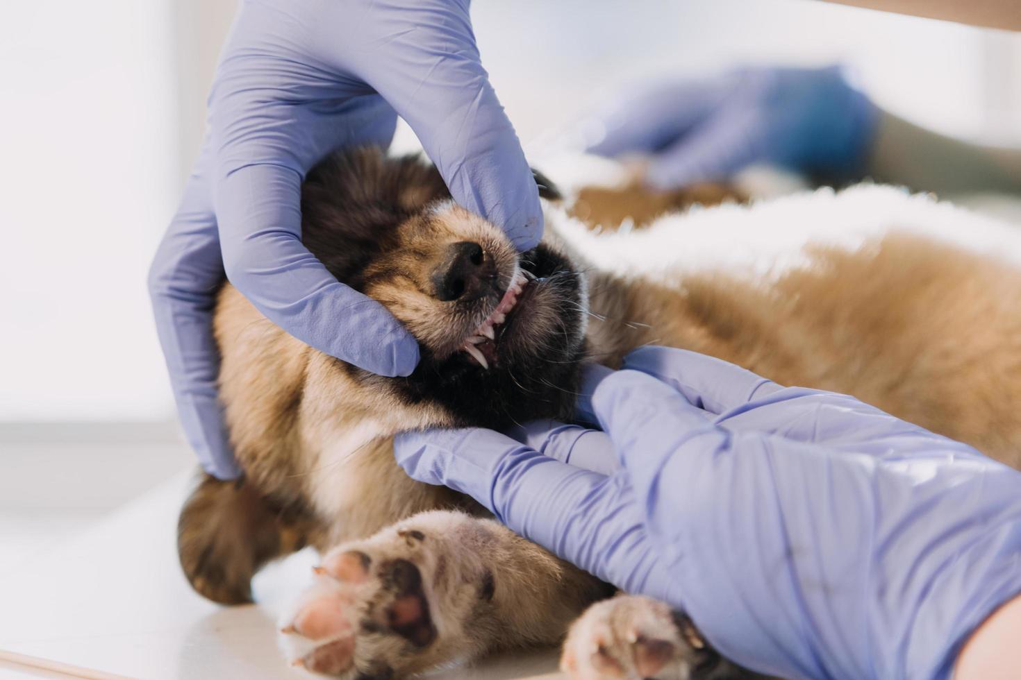 Checking the breath. Male veterinarian in work uniform listening to the breath of a small dog with a phonendoscope in veterinary clinic. Pet care concept photo