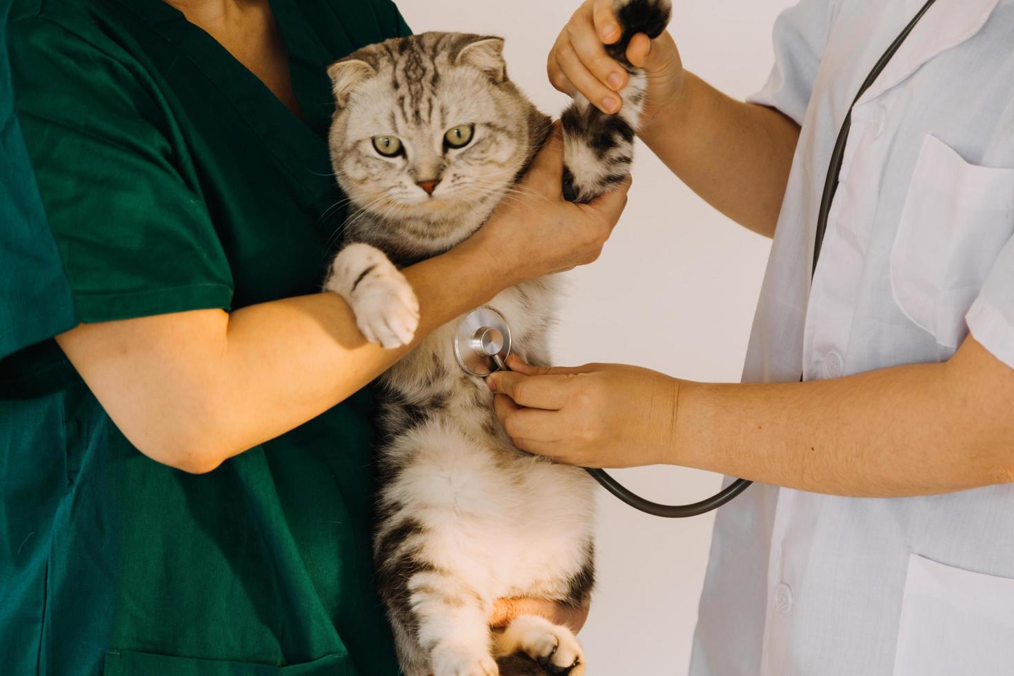 Checking the breath. Male veterinarian in work uniform listening to the breath of a small dog with a phonendoscope in veterinary clinic. Pet care concept photo