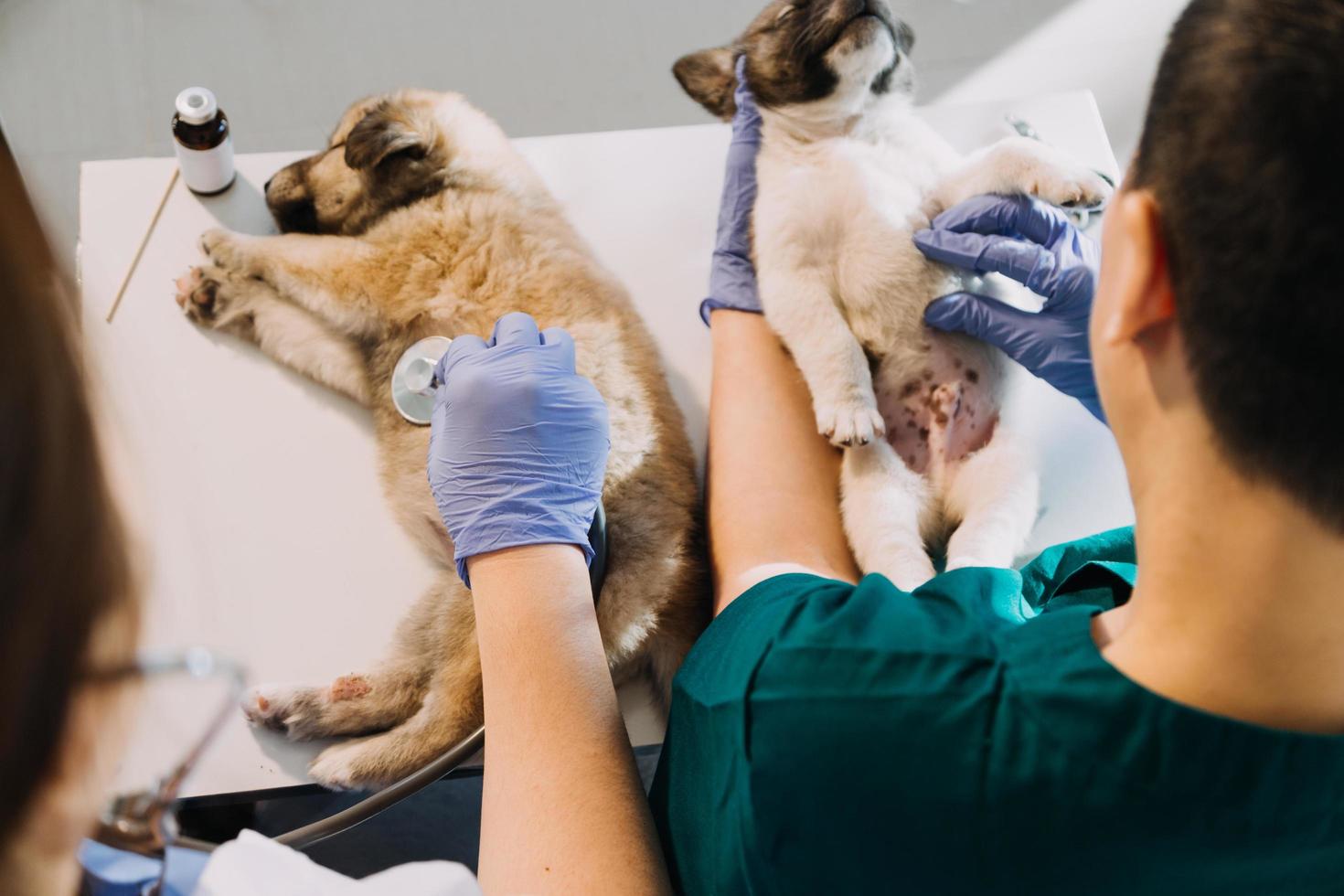 Checking the breath. Male veterinarian in work uniform listening to the breath of a small dog with a phonendoscope in veterinary clinic. Pet care concept photo
