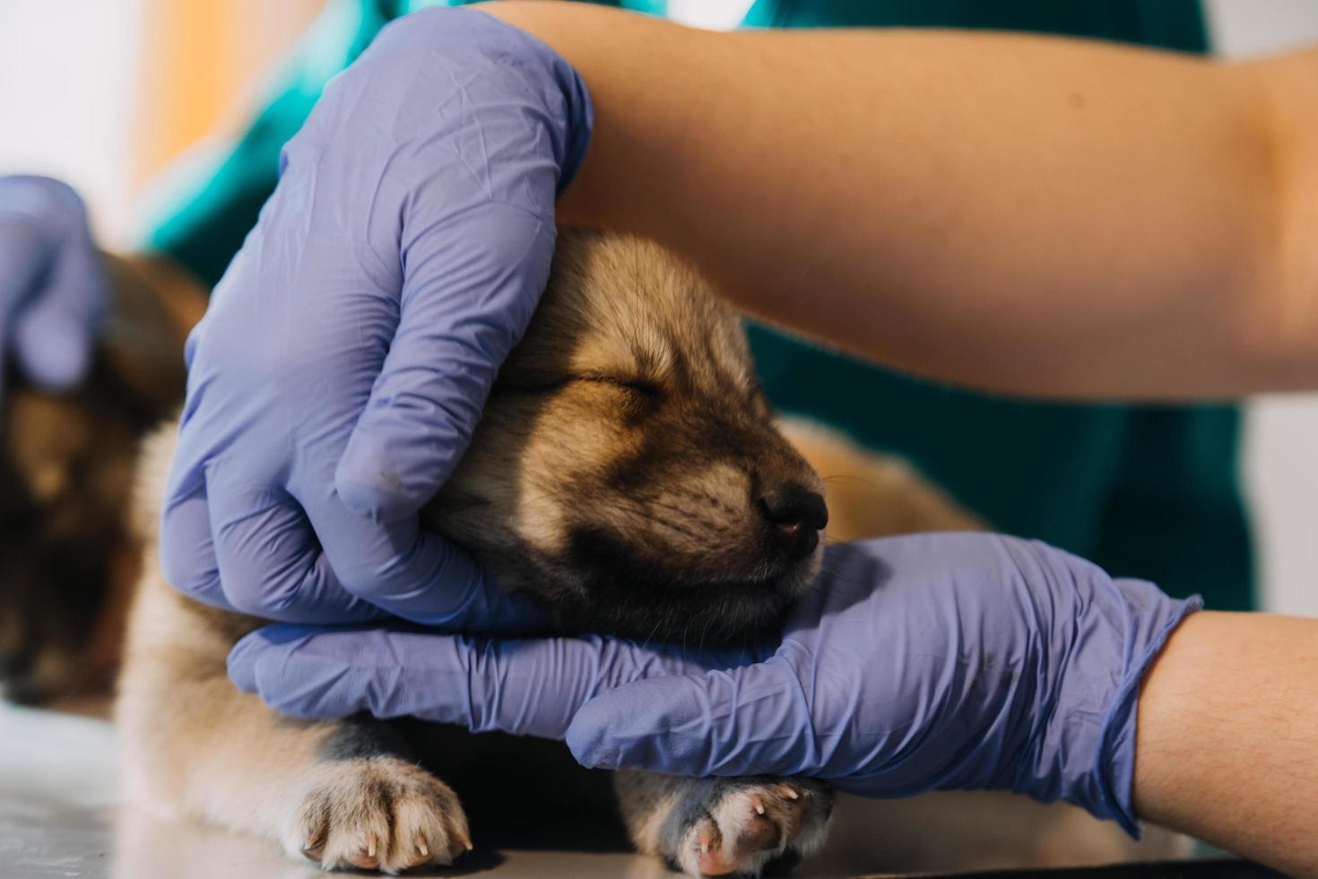 Checking the breath. Male veterinarian in work uniform listening to the breath of a small dog with a phonendoscope in veterinary clinic. Pet care concept photo