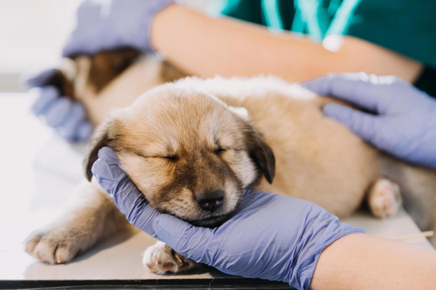Checking the breath. Male veterinarian in work uniform listening to the breath of a small dog with a phonendoscope in veterinary clinic. Pet care concept photo