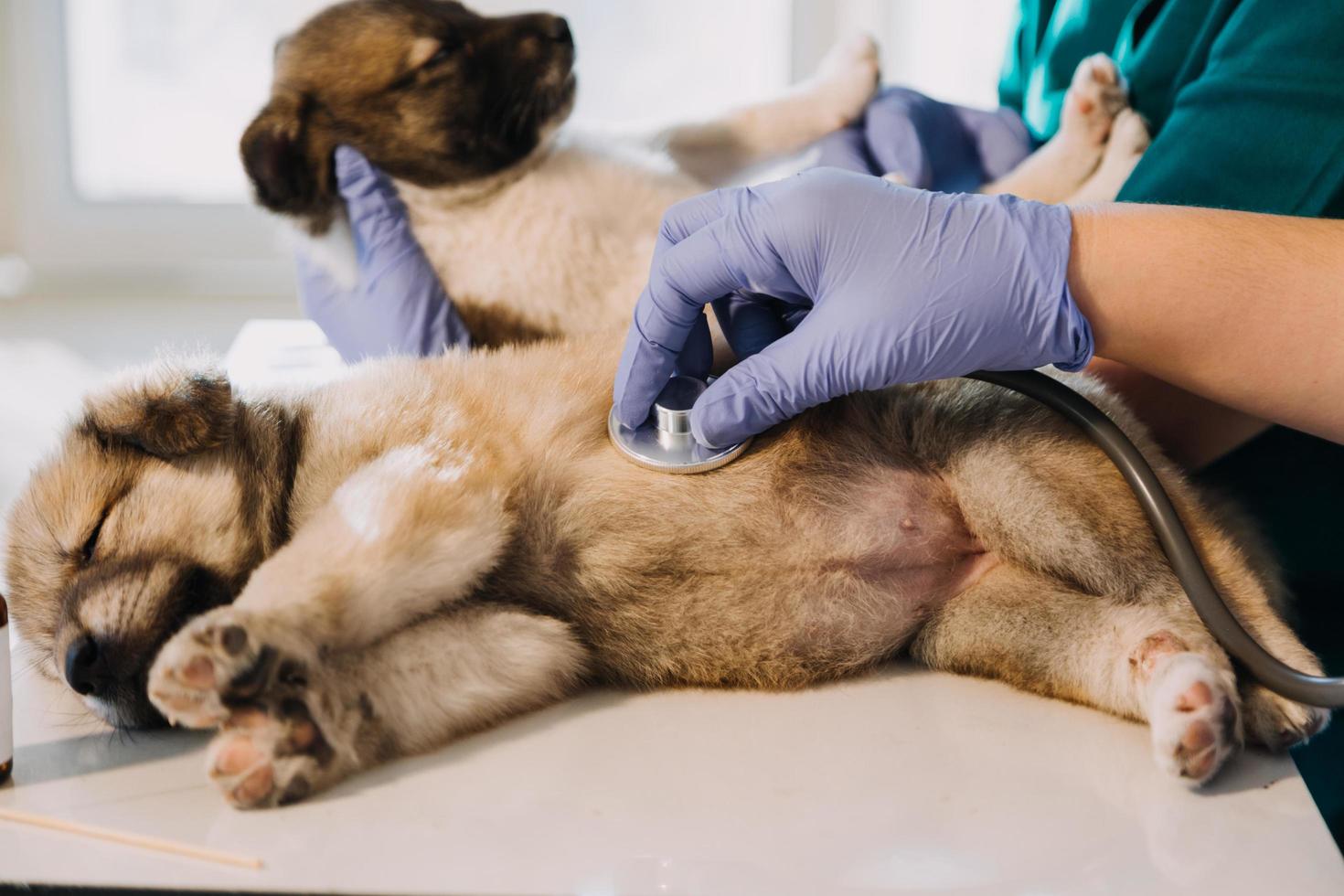 Checking the breath. Male veterinarian in work uniform listening to the breath of a small dog with a phonendoscope in veterinary clinic. Pet care concept photo