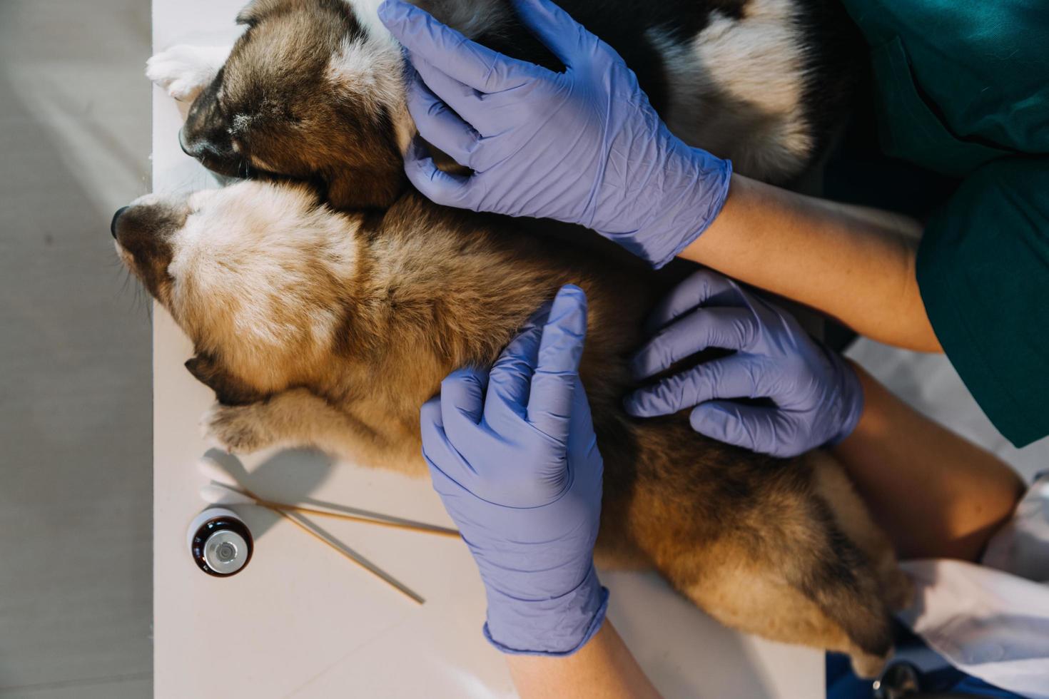 Checking the breath. Male veterinarian in work uniform listening to the breath of a small dog with a phonendoscope in veterinary clinic. Pet care concept photo