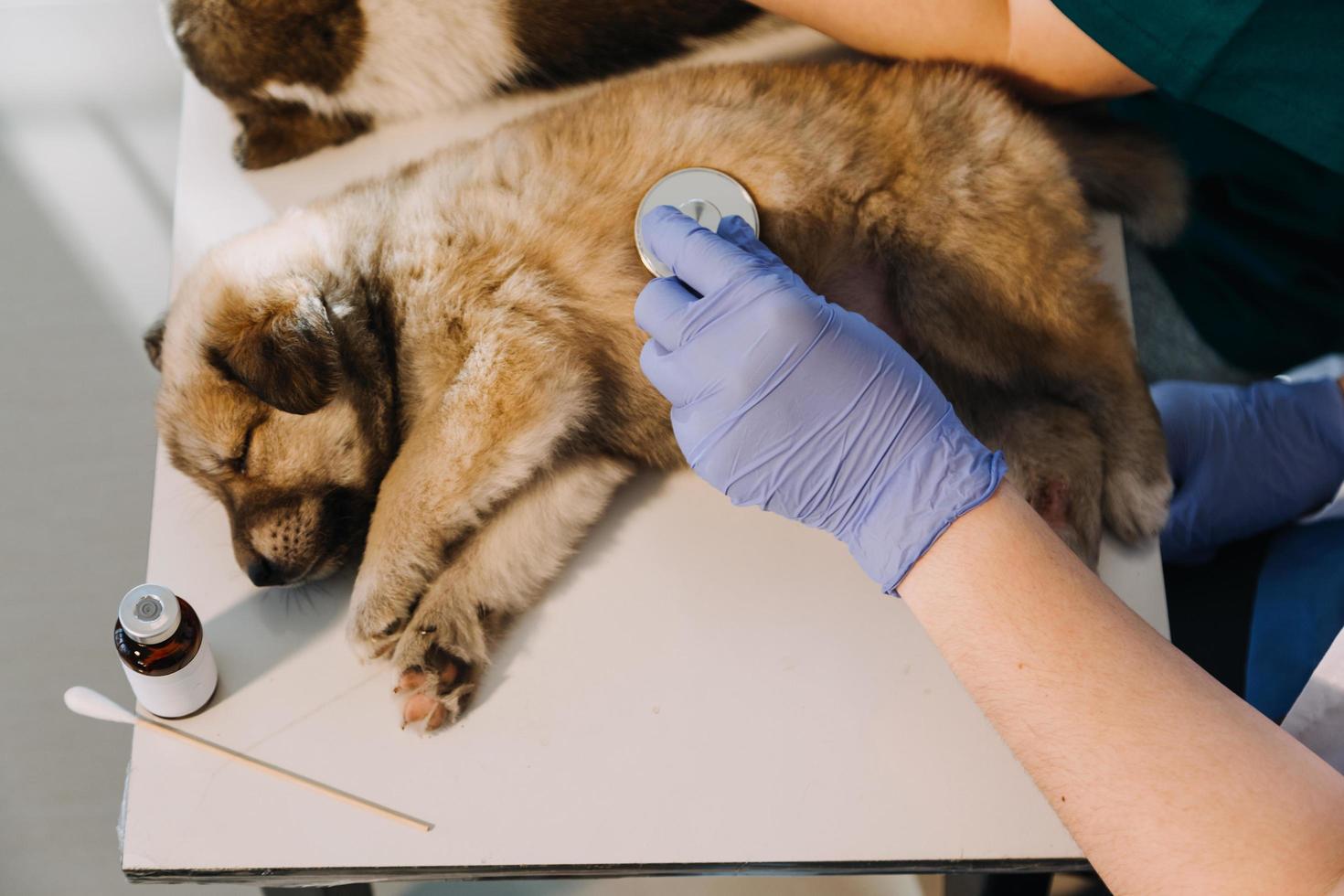 comprobando la respiración. veterinario masculino con uniforme de trabajo escuchando el aliento de un perro pequeño con un fonendoscopio en una clínica veterinaria. concepto de cuidado de mascotas foto