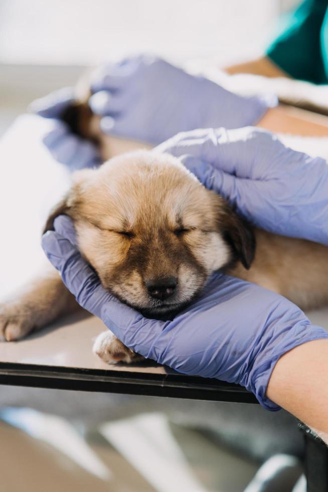 Checking the breath. Male veterinarian in work uniform listening to the breath of a small dog with a phonendoscope in veterinary clinic. Pet care concept photo