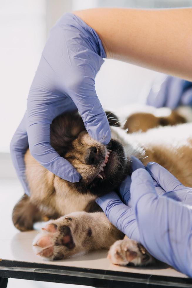 Checking the breath. Male veterinarian in work uniform listening to the breath of a small dog with a phonendoscope in veterinary clinic. Pet care concept photo