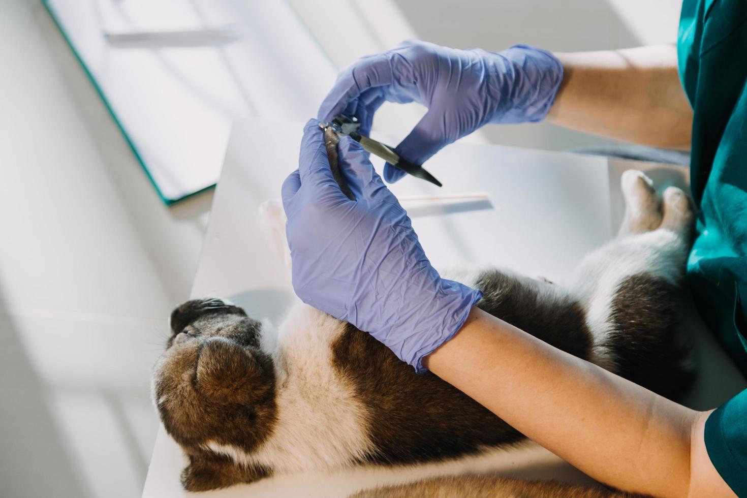 comprobando la respiración. veterinario masculino con uniforme de trabajo escuchando el aliento de un perro pequeño con un fonendoscopio en una clínica veterinaria. concepto de cuidado de mascotas foto