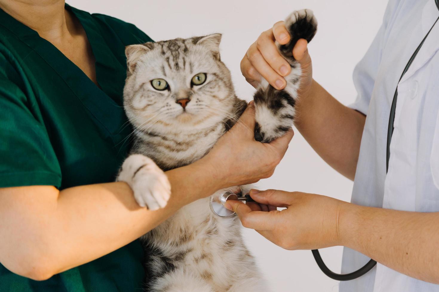 Checking the breath. Male veterinarian in work uniform listening to the breath of a small dog with a phonendoscope in veterinary clinic. Pet care concept photo