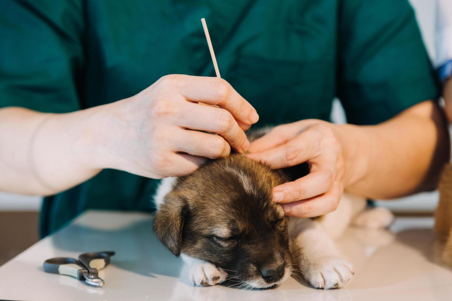 Checking the breath. Male veterinarian in work uniform listening to the breath of a small dog with a phonendoscope in veterinary clinic. Pet care concept photo