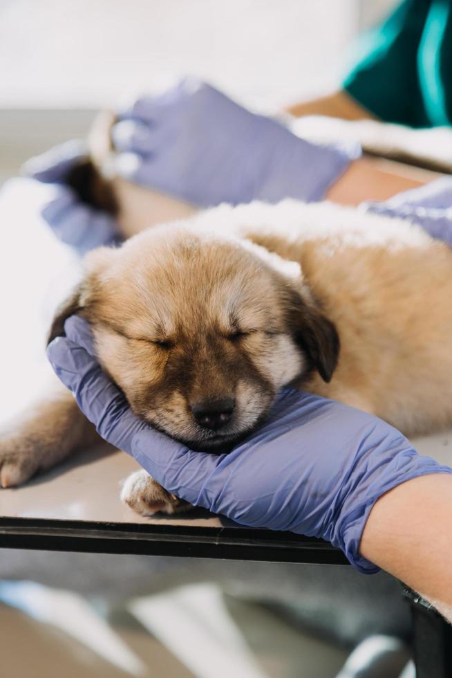 Checking the breath. Male veterinarian in work uniform listening to the breath of a small dog with a phonendoscope in veterinary clinic. Pet care concept photo