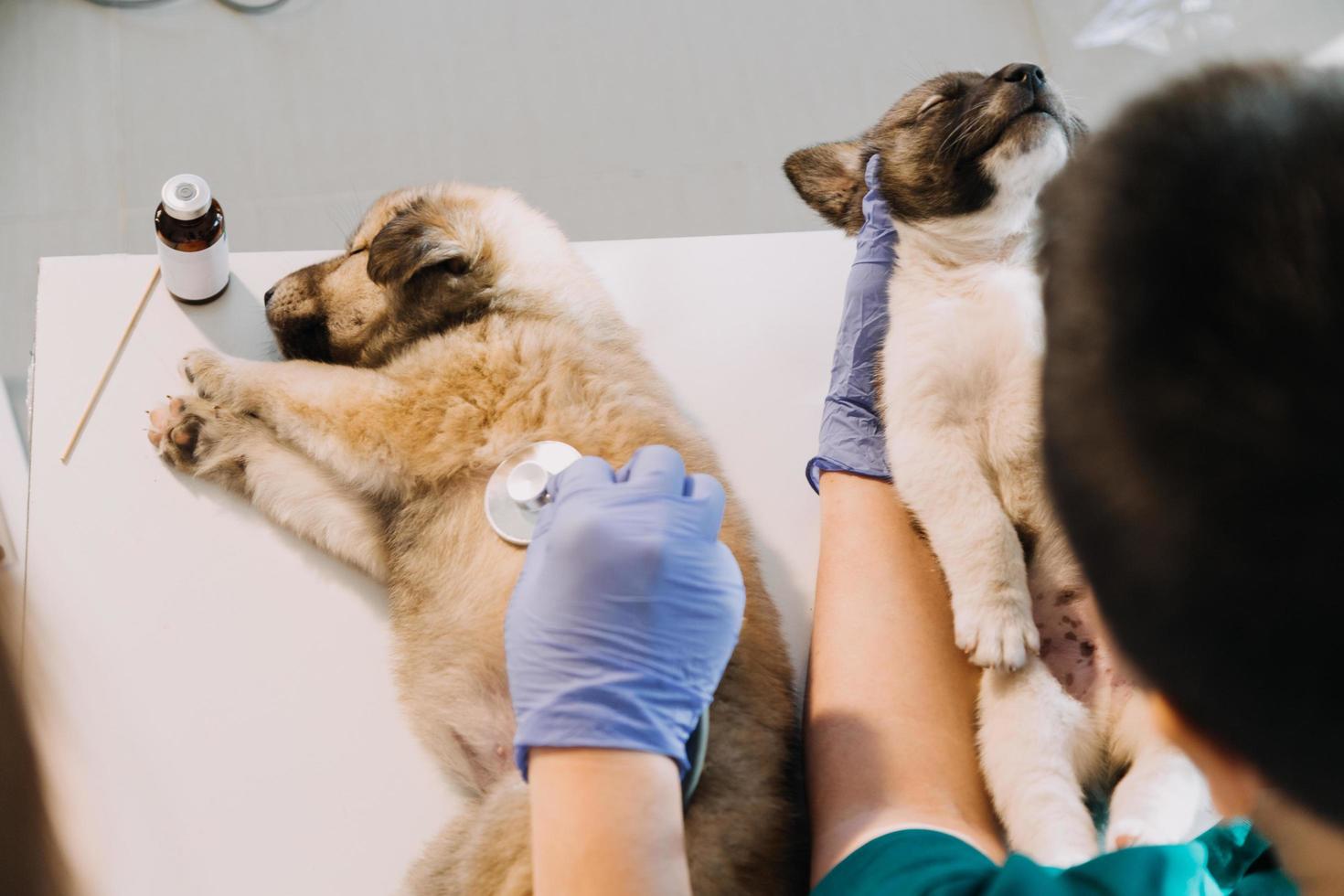 comprobando la respiración. veterinario masculino con uniforme de trabajo escuchando el aliento de un perro pequeño con un fonendoscopio en una clínica veterinaria. concepto de cuidado de mascotas foto