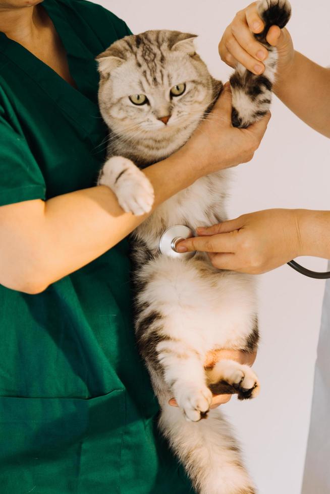 Checking the breath. Male veterinarian in work uniform listening to the breath of a small dog with a phonendoscope in veterinary clinic. Pet care concept photo