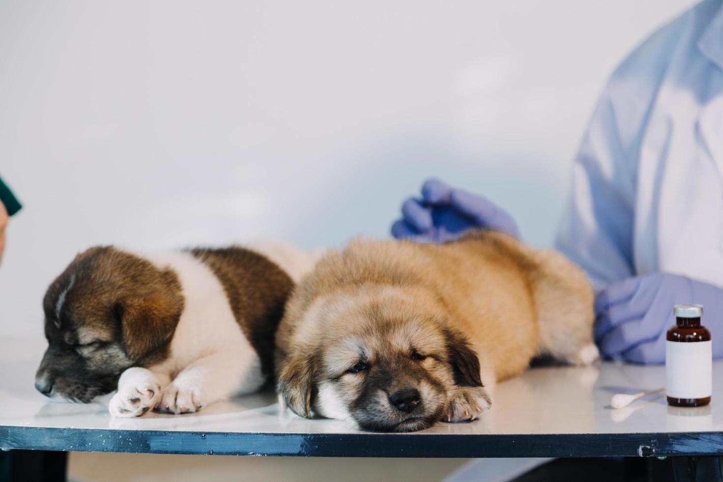 Checking the breath. Male veterinarian in work uniform listening to the breath of a small dog with a phonendoscope in veterinary clinic. Pet care concept photo
