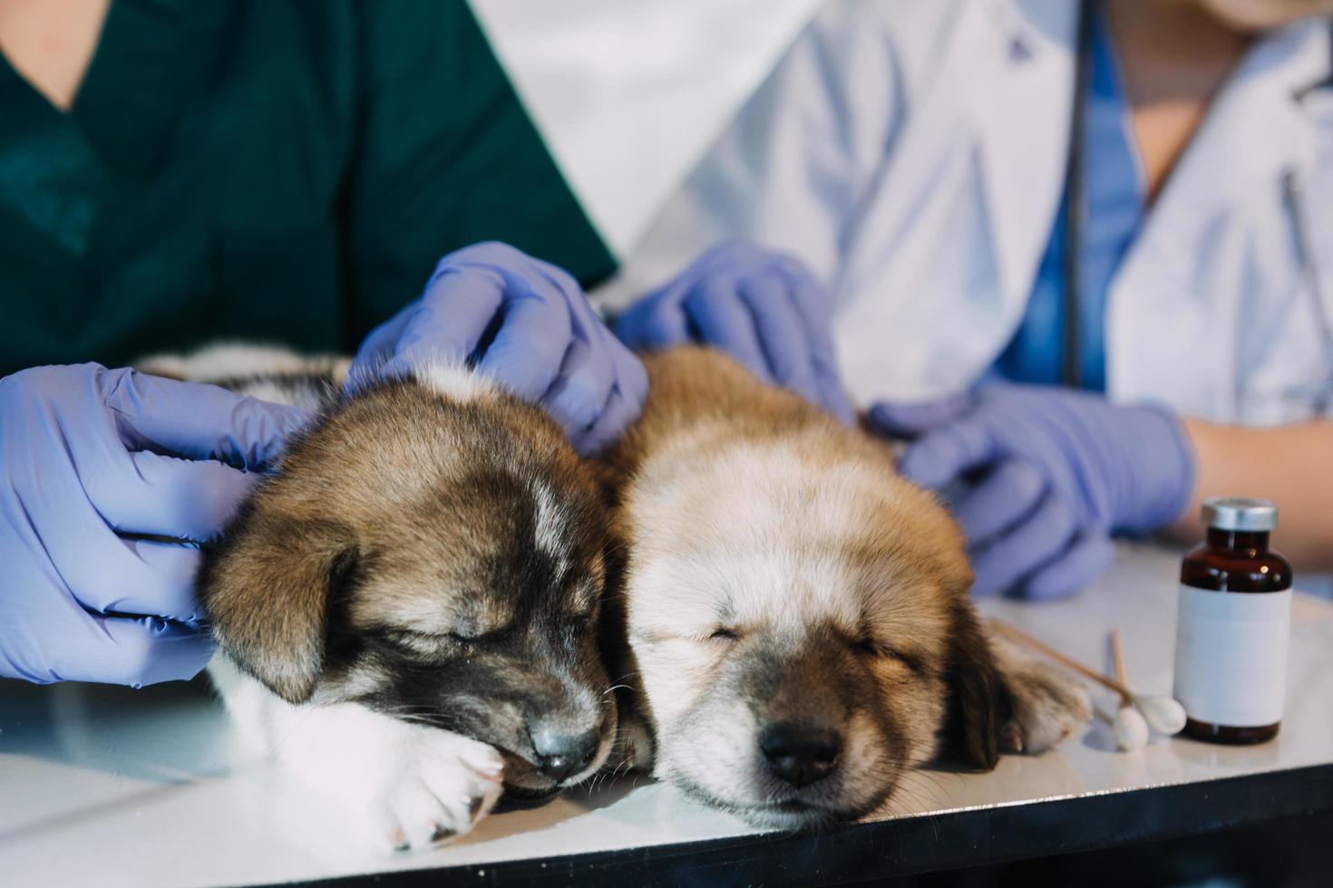 Checking the breath. Male veterinarian in work uniform listening to the breath of a small dog with a phonendoscope in veterinary clinic. Pet care concept photo