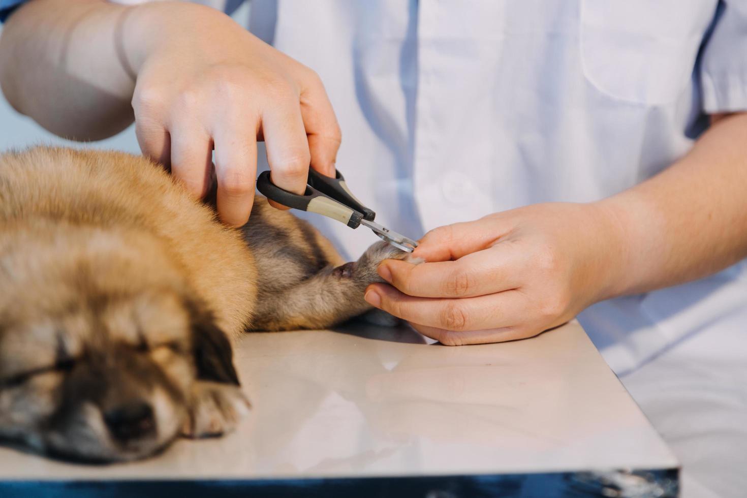 comprobando la respiración. veterinario masculino con uniforme de trabajo escuchando el aliento de un perro pequeño con un fonendoscopio en una clínica veterinaria. concepto de cuidado de mascotas foto