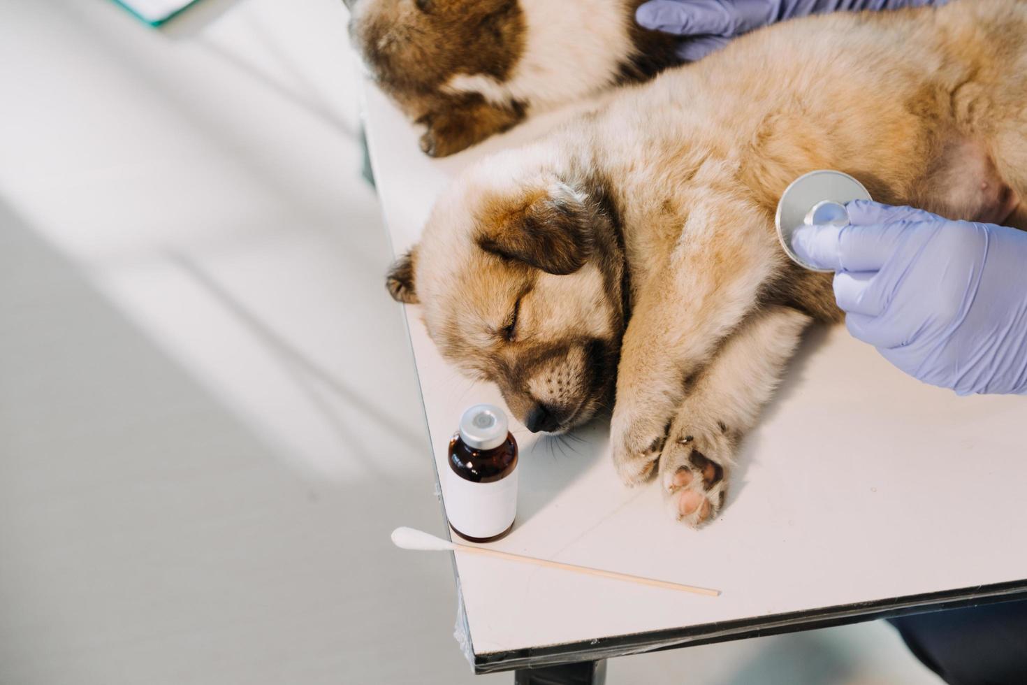 Checking the breath. Male veterinarian in work uniform listening to the breath of a small dog with a phonendoscope in veterinary clinic. Pet care concept photo