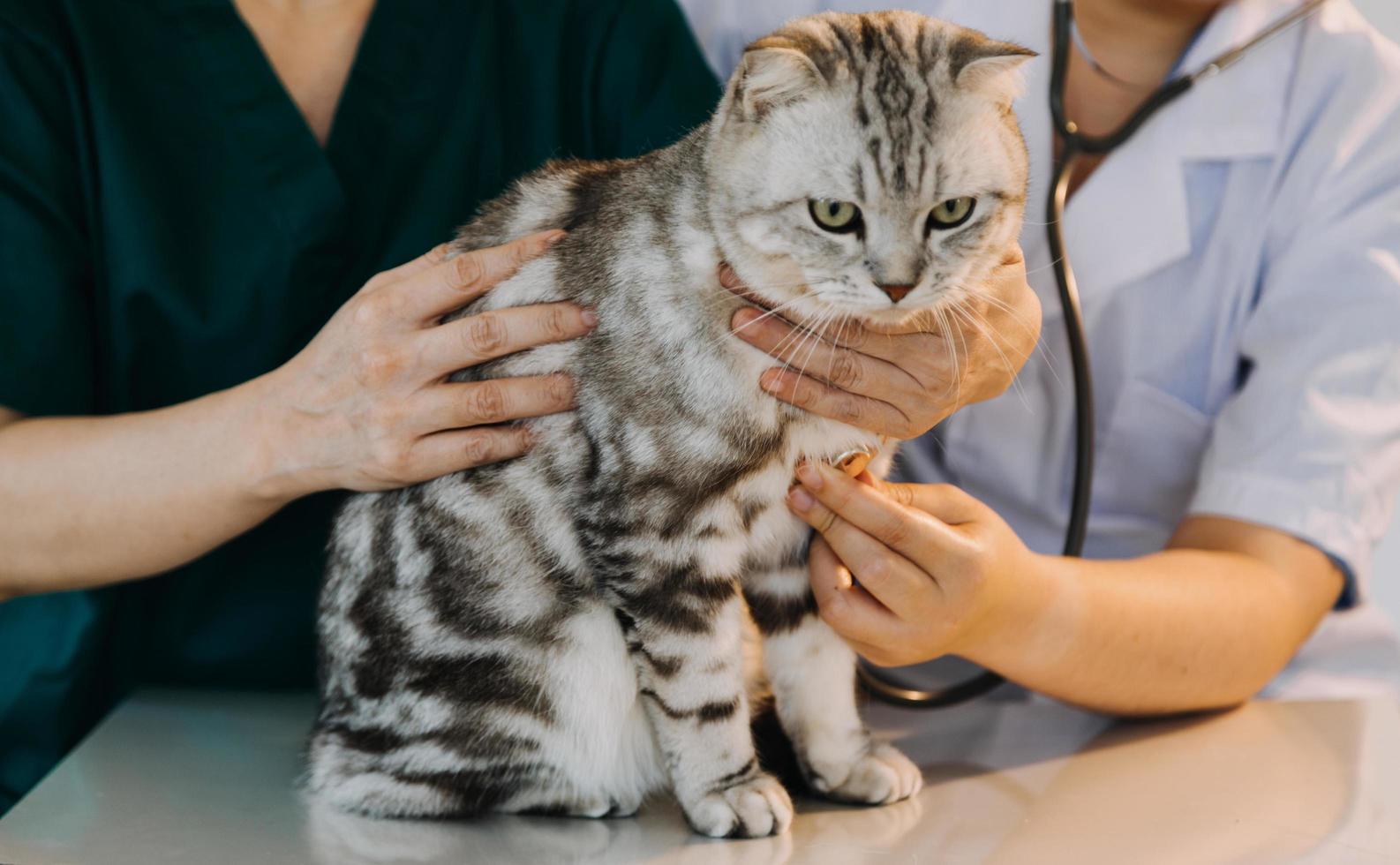 Checking the breath. Male veterinarian in work uniform listening to the breath of a small dog with a phonendoscope in veterinary clinic. Pet care concept photo