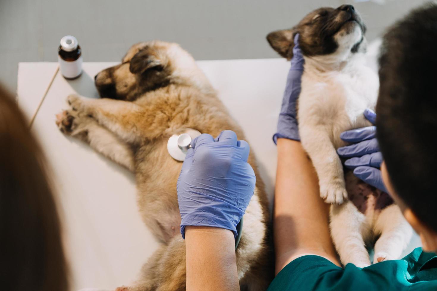 Checking the breath. Male veterinarian in work uniform listening to the breath of a small dog with a phonendoscope in veterinary clinic. Pet care concept photo