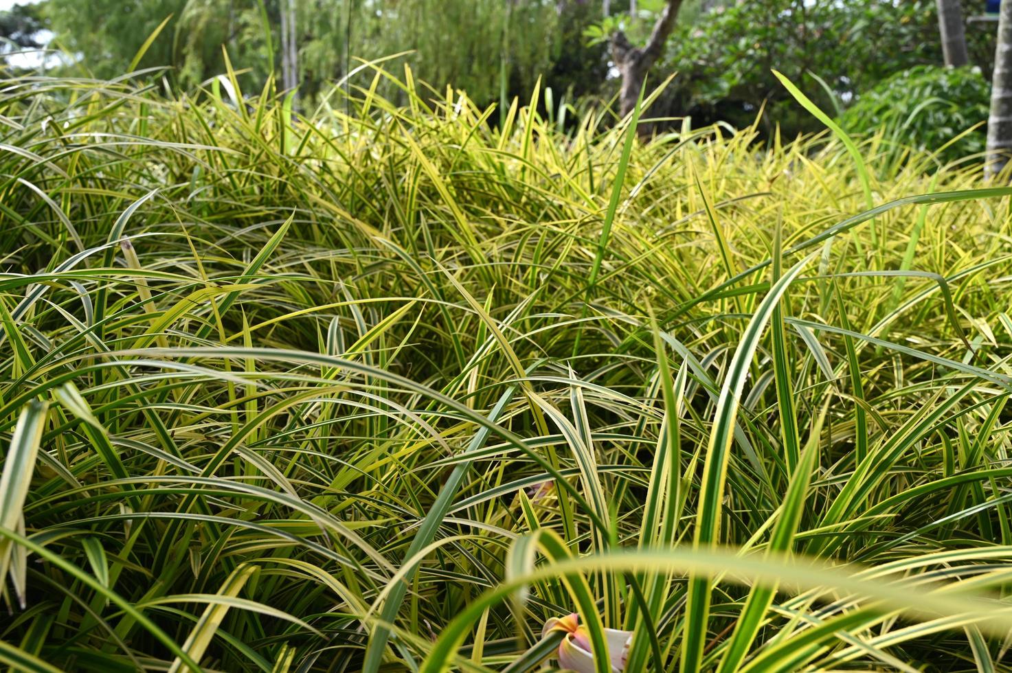 Green wild grass texture and detail for background photo