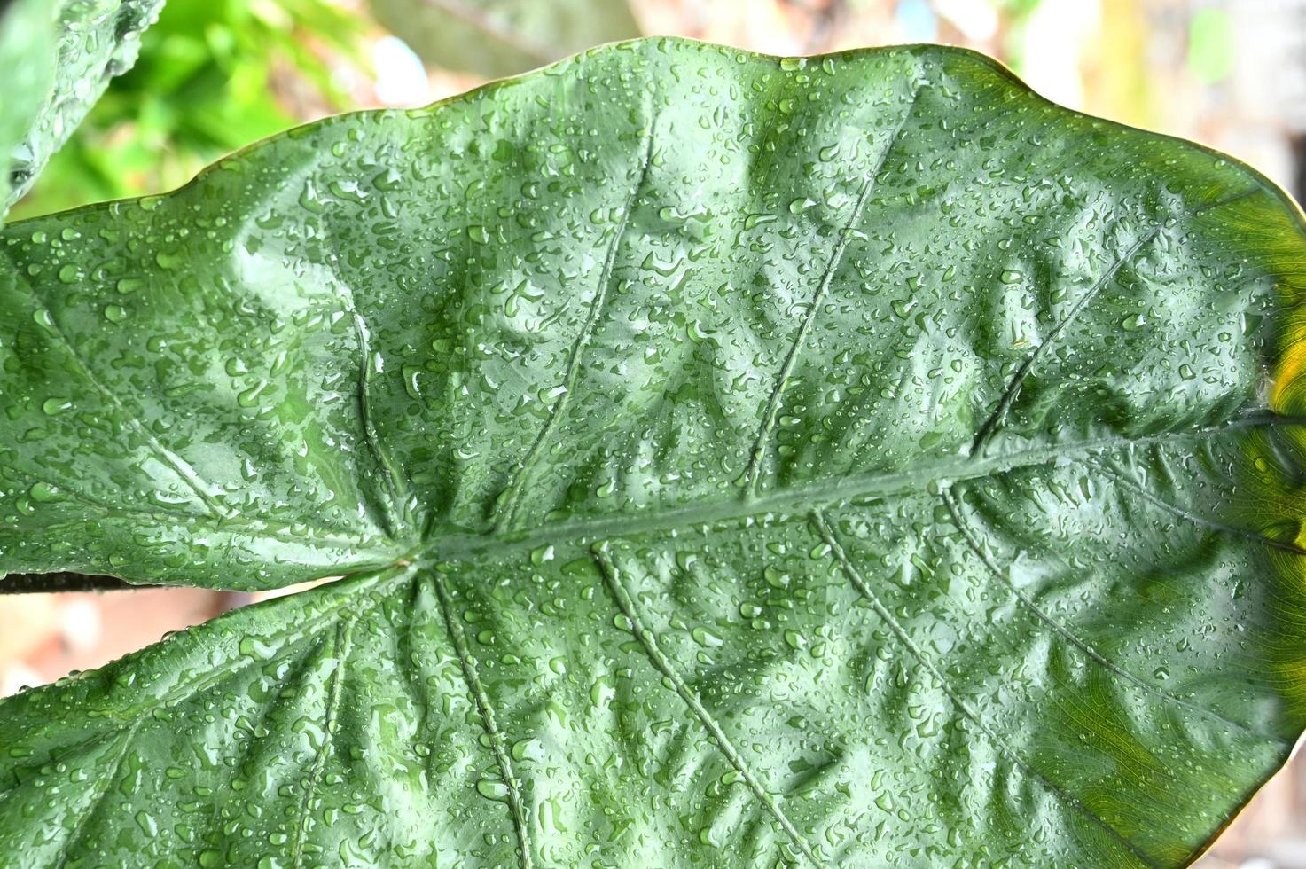 Taro leaves exposed to water droplets. Close up photo