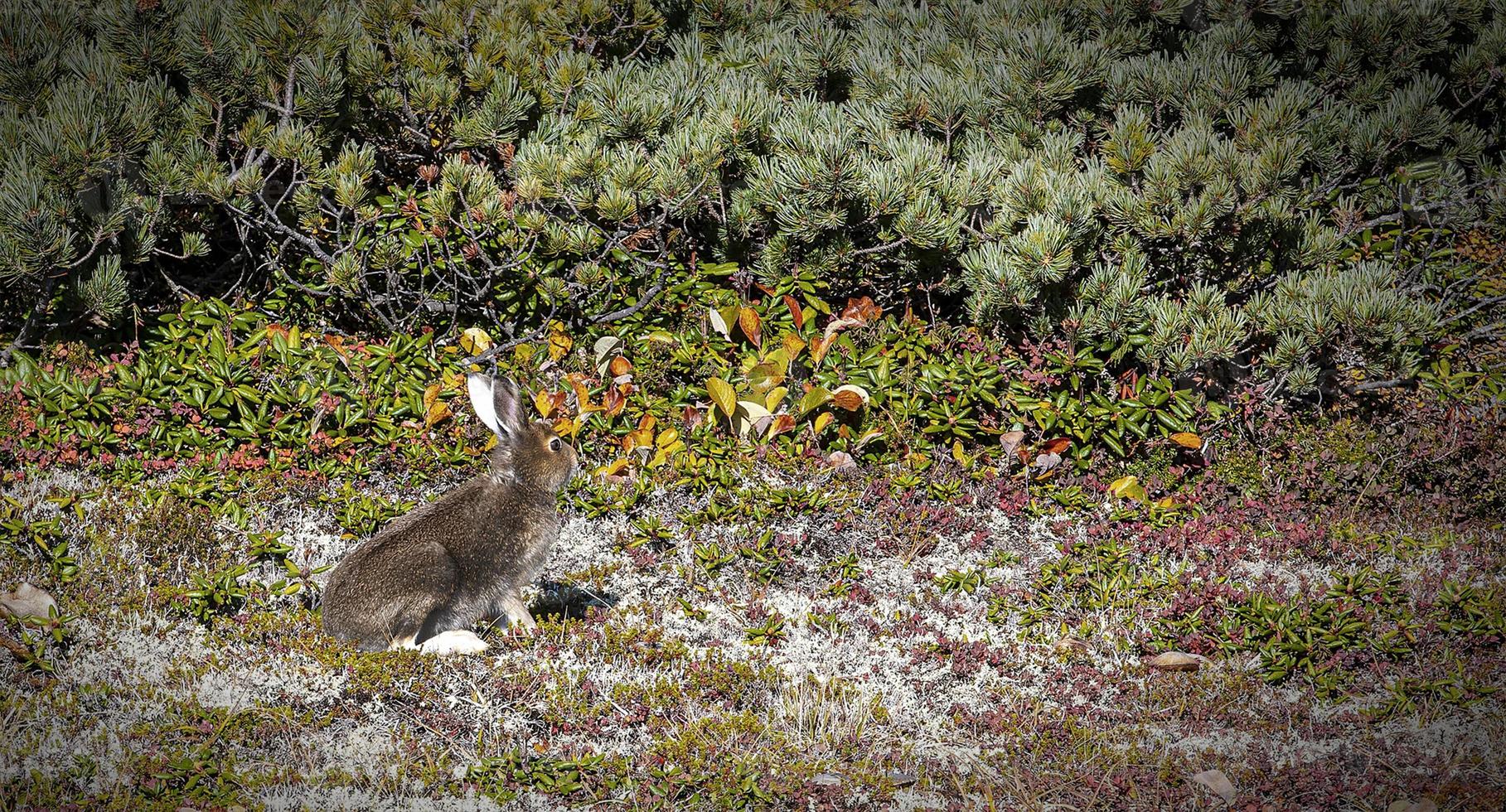 wild hare in the mountains of the Kamchatka Peninsula in the reindeer moss and cedar bushes photo