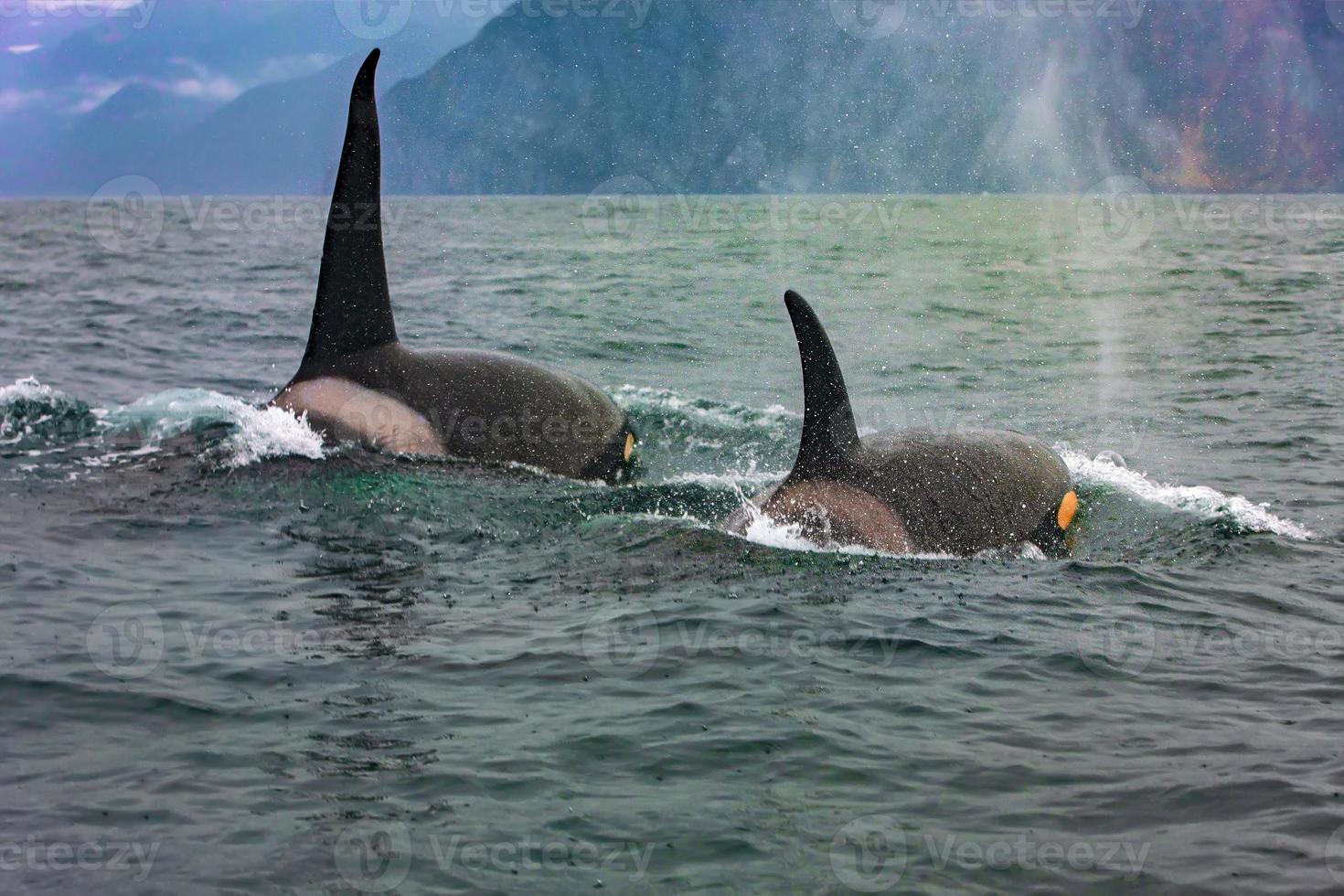 Selective focus. Two killer whales in the wild resting photo