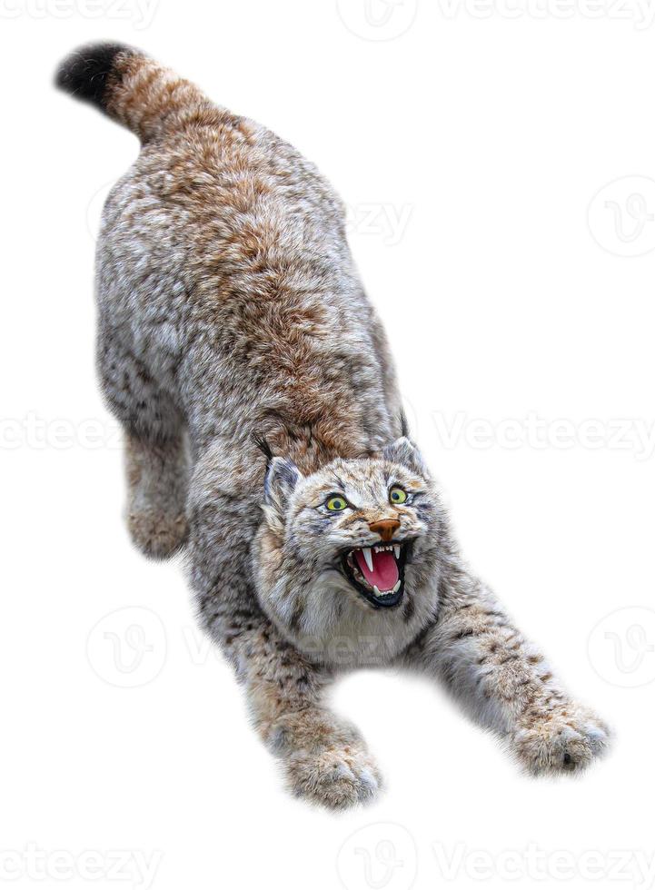 Scarecrow stuffed lynx muzzle, taxidermy. Isolated on white background photo