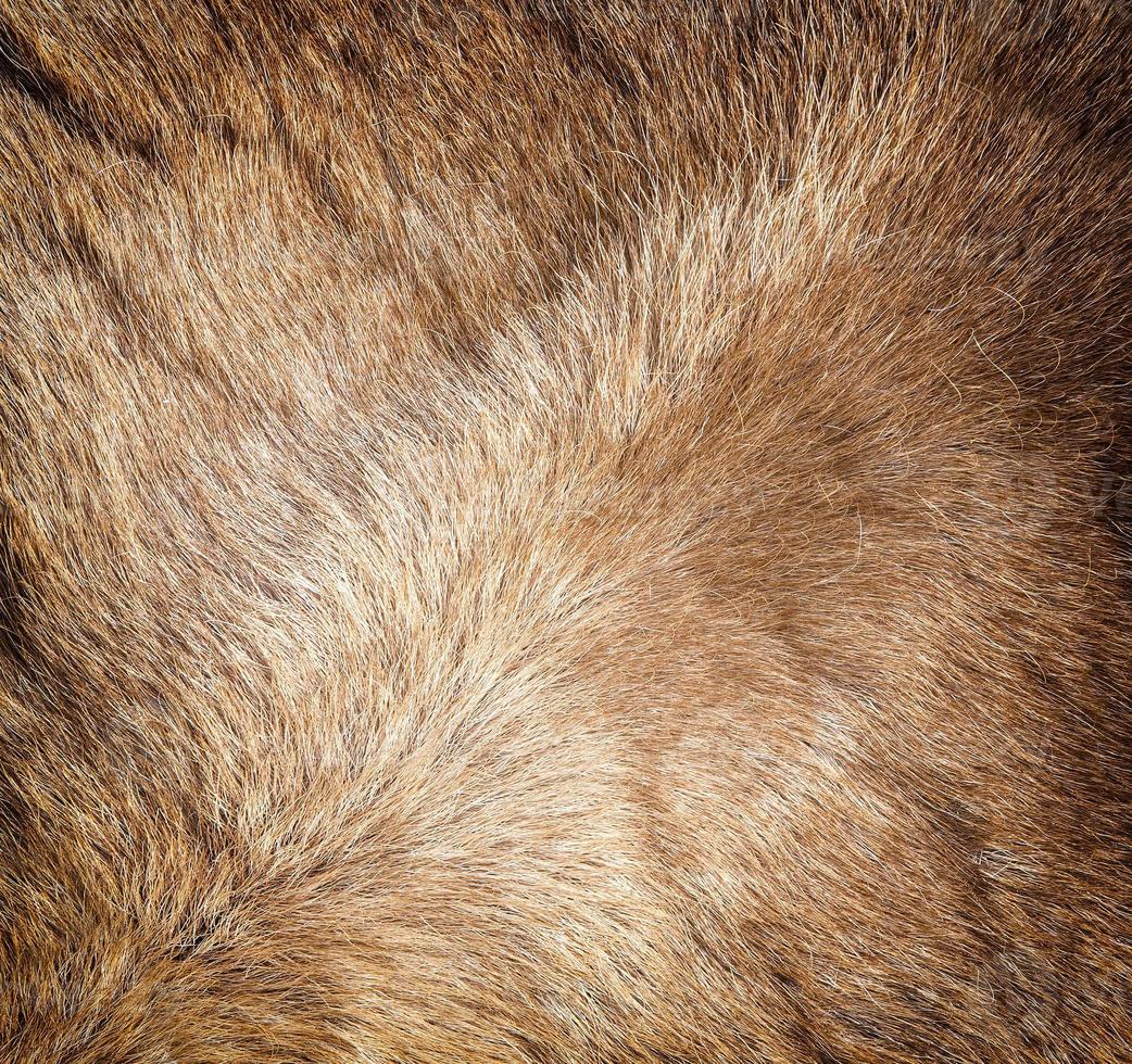la nueva textura de piel de reno coloreada. foto