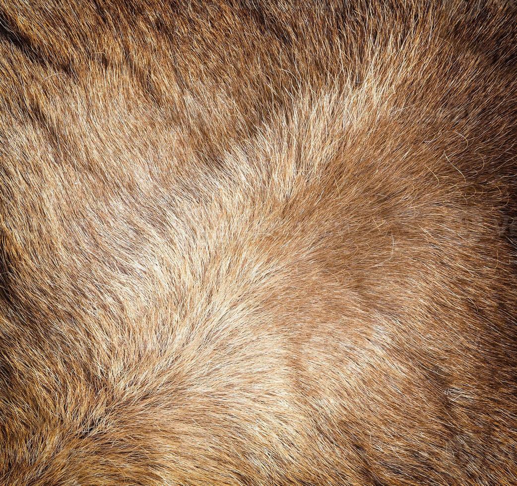 The new Colored reindeer fur texture. photo