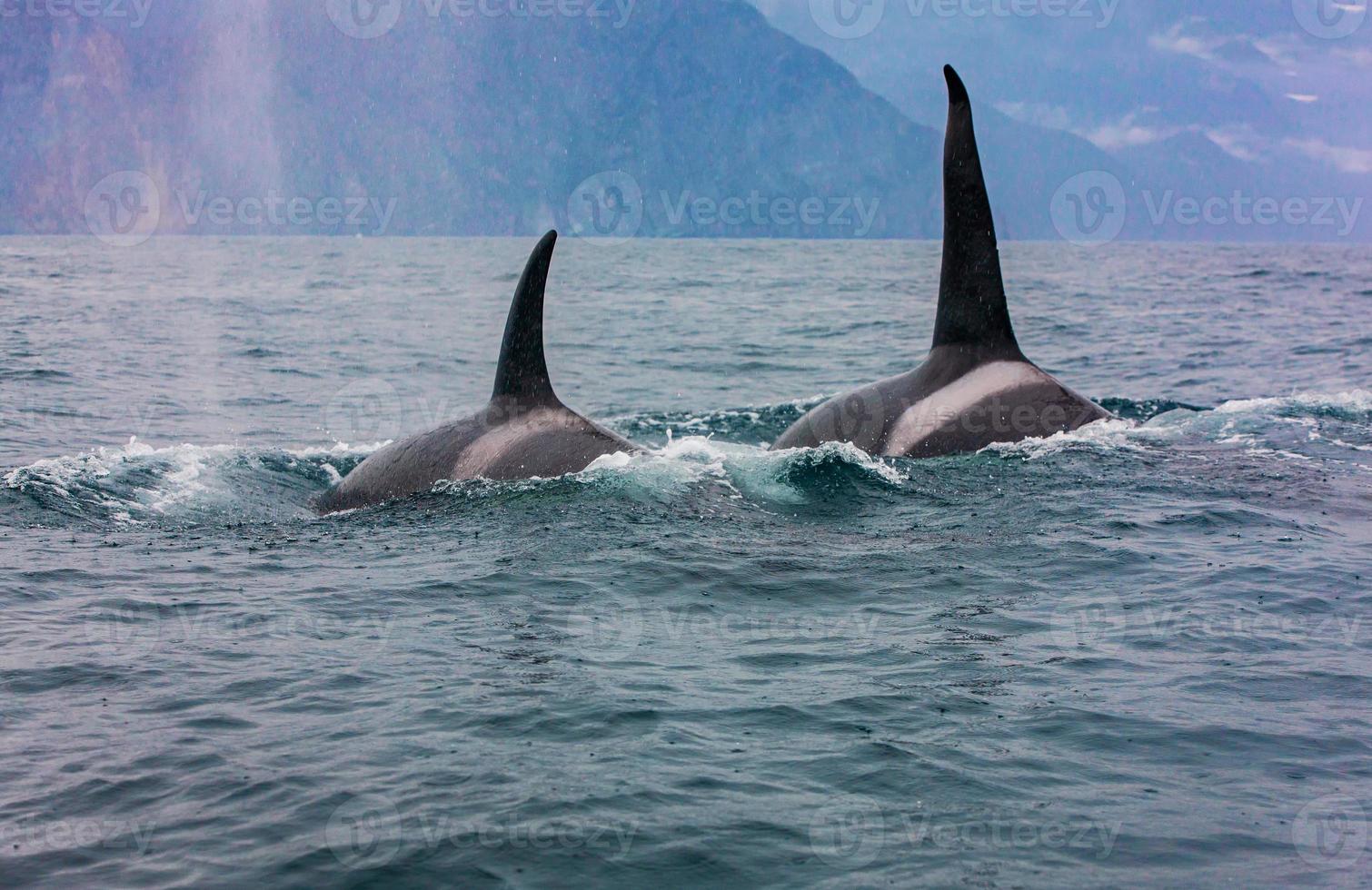 The pair of transient killer whales travel through the waters photo