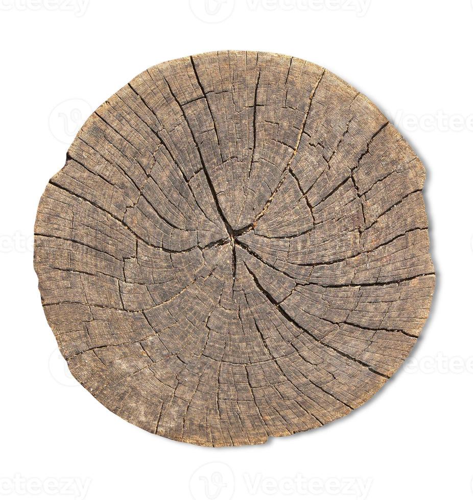 Top view of tree stump texture for background photo