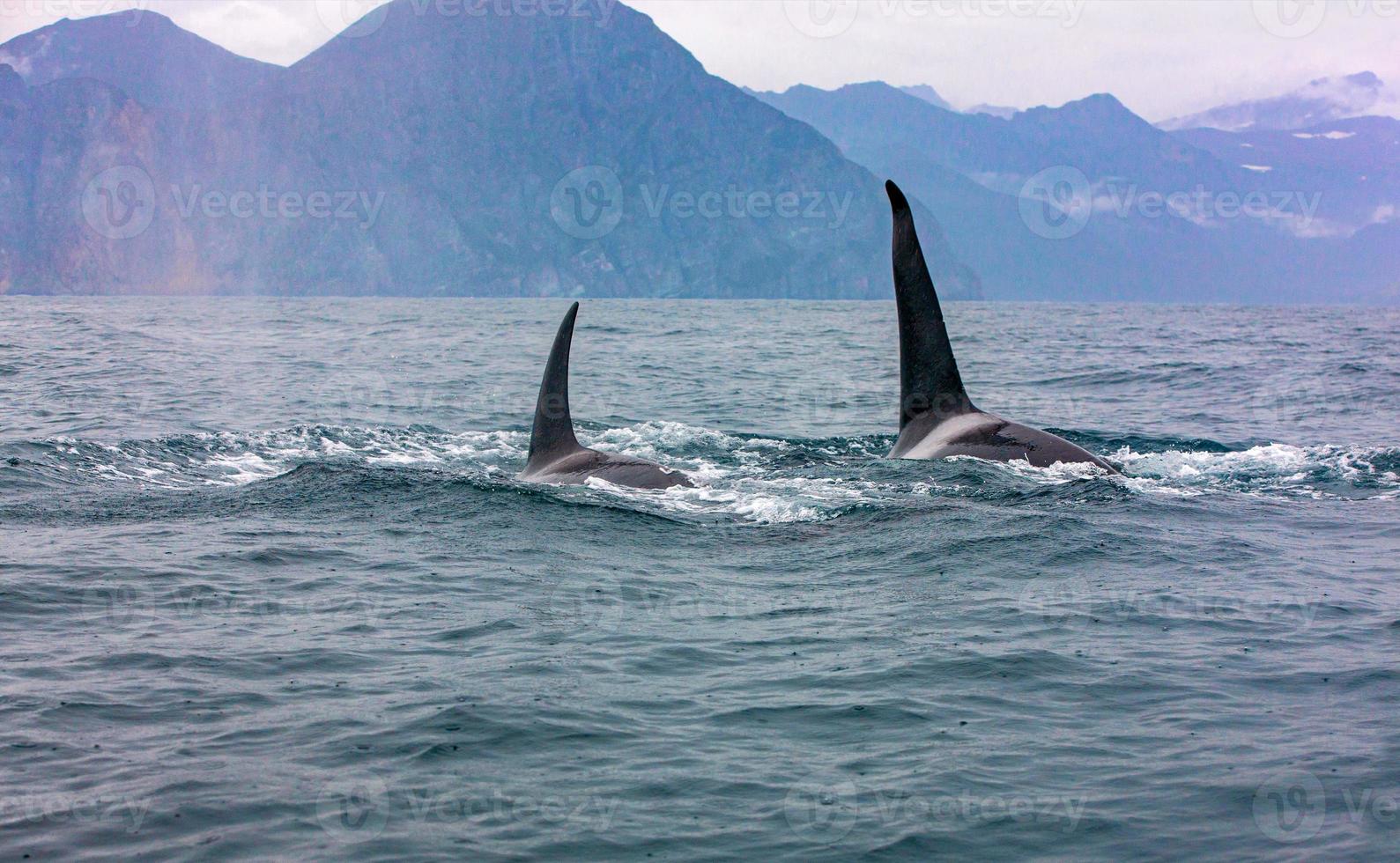 The pair of transient killer whales travel through the waters photo